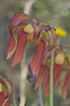 Crimson pitcherplant